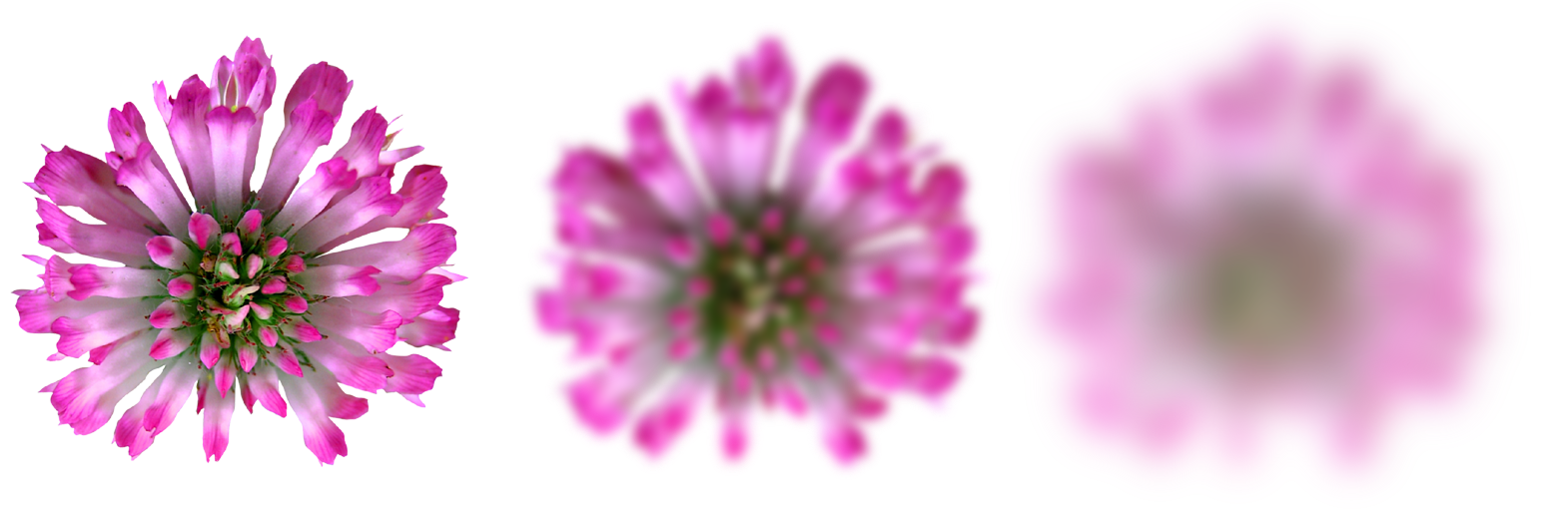 Cereza de café orgánico